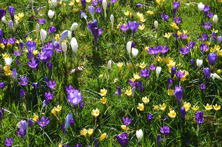 Crocuses in Bloom at Blarney Castle